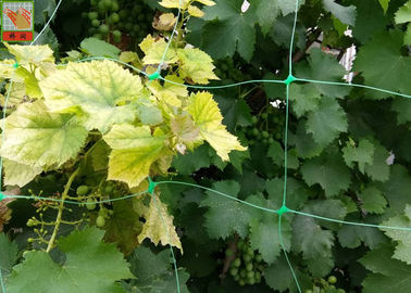 Green Plastic Plant Support Netting , Agricultural Polyethylene Mesh Netting